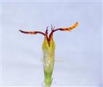  Disc floret